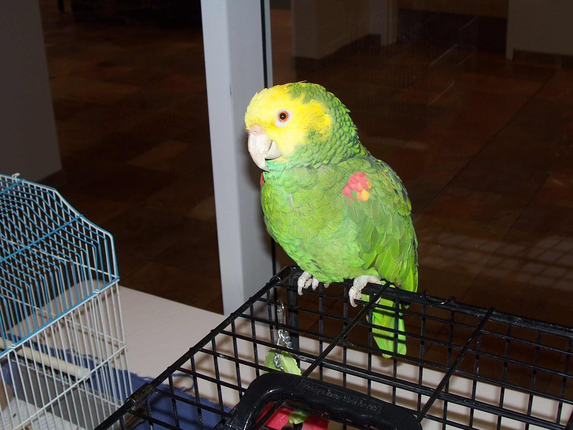 Oscar the Yellowheaded Amazon, awaiting the start of the