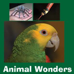 Animal Wonders