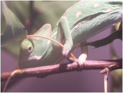 day chameleon