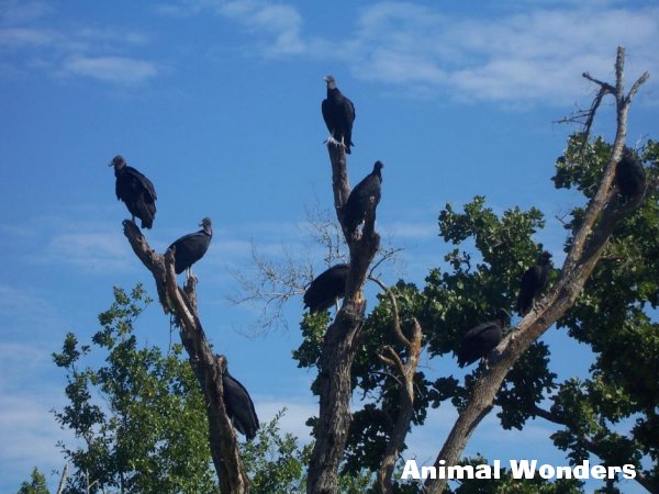 American Black Vulture (Coragyps atratus)