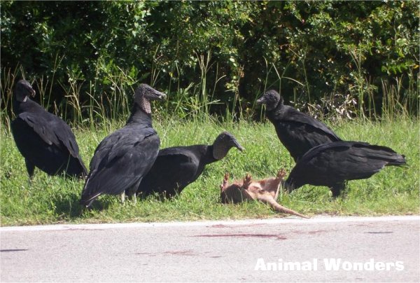 American Black Vulture (Coragyps atratus)