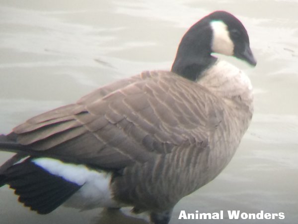 Cackling Goose - eBird