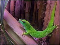 day gecko