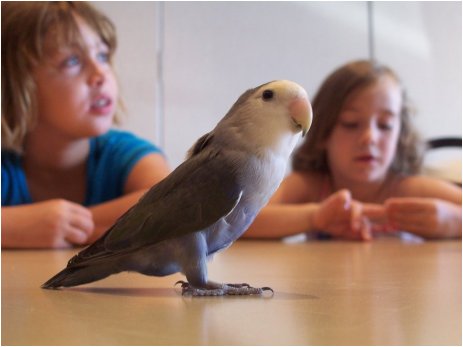 Peach-faced Lovebird, Dutch Blue