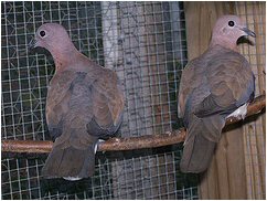 senegal doves