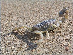 scorpion