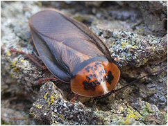 dubia roach