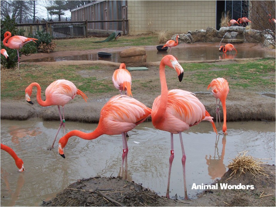 American Flamingo Tulsa Zoo