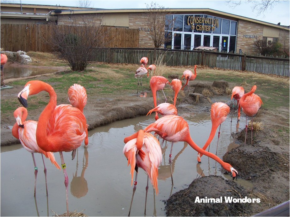 American Flamingo Tulsa Zoo