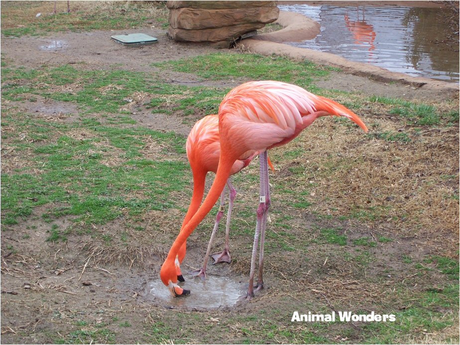 American Flamingo Tulsa Zoo