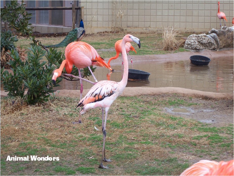 American Flamingo Tulsa Zoo