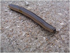 millipede