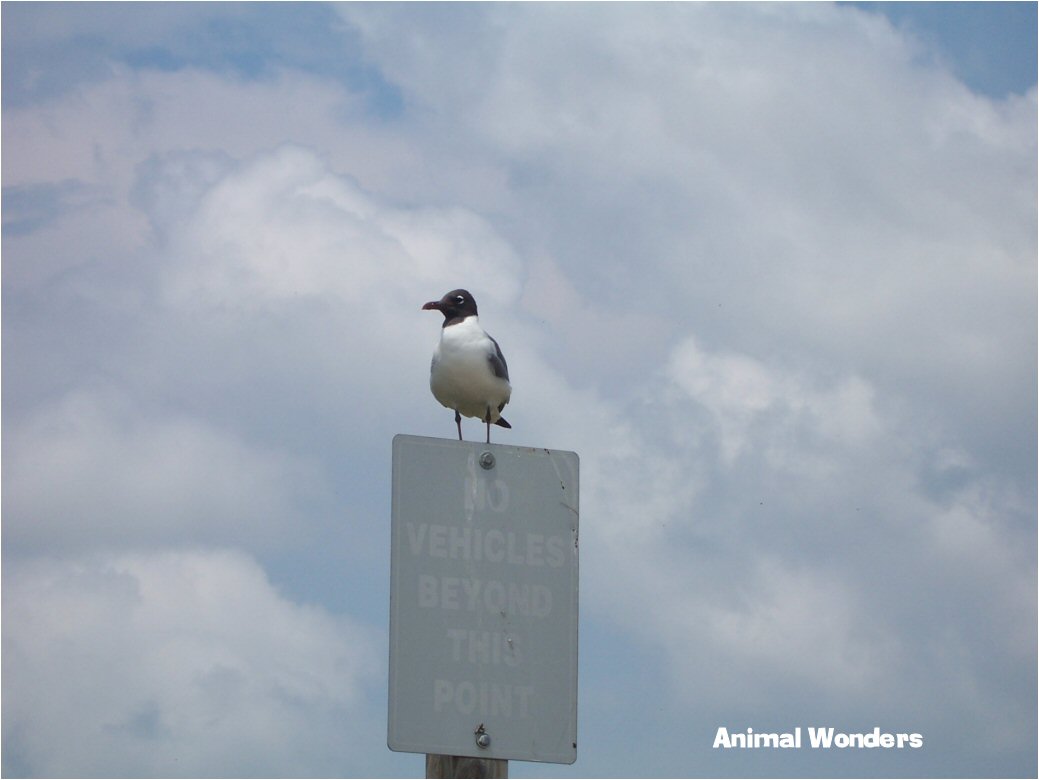 Leucophaeus atricilla