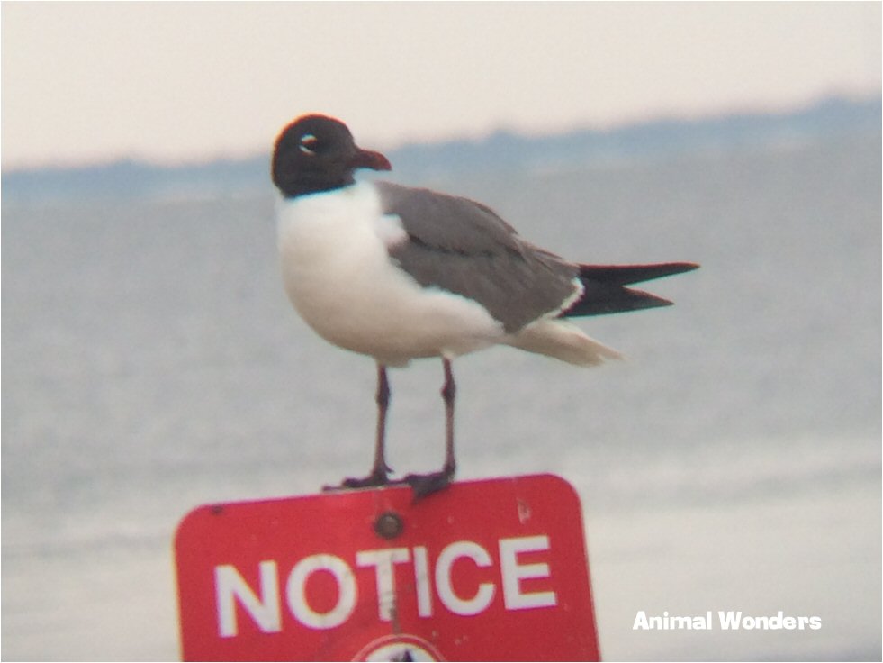 Leucophaeus atricilla