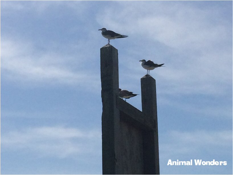 Leucophaeus atricilla