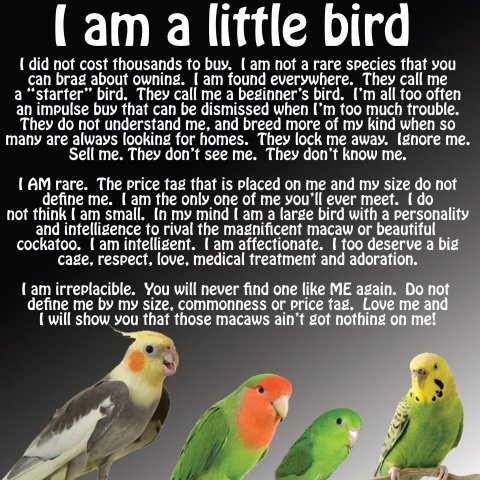 Litte Parrots