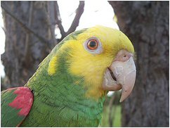 Oscar