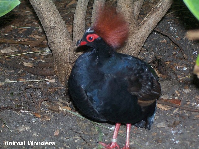 Crested Wood-partridge (Rollulus rouloul)