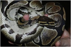 Ball Python