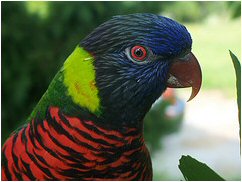 lorikeet