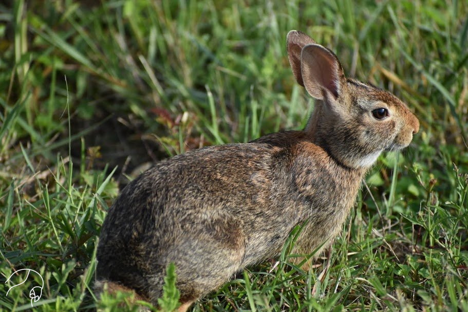 Swamp Rabbits