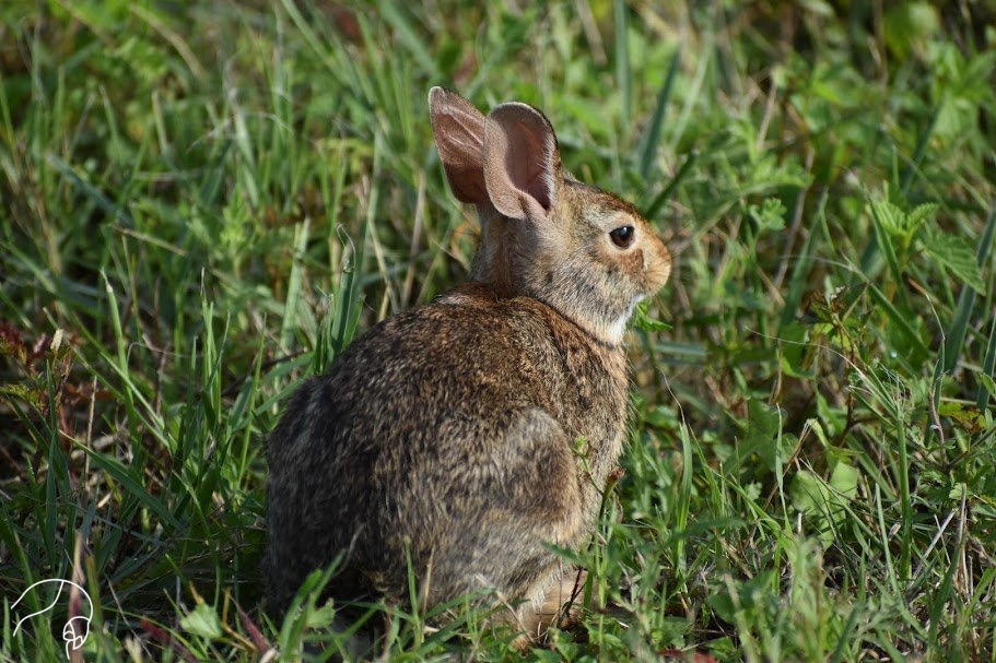 Swamp Rabbit (Sylvilagus aquaticus)