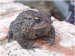 toad
