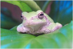 tree-frog