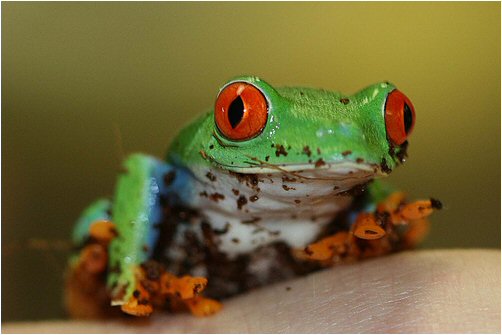 red-eyed tree-frog, photo by Diana Harrison