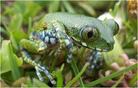 Bubble-eyed Tree Frog