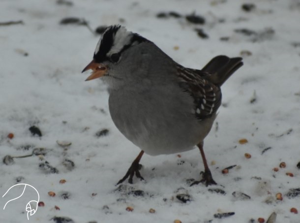 White-crowned Sparrow (Zonotrichia leucophrys) Cass County, MO