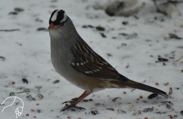 White-crowned Sparrow (Zonotrichia leucophrys) Cass County, MO